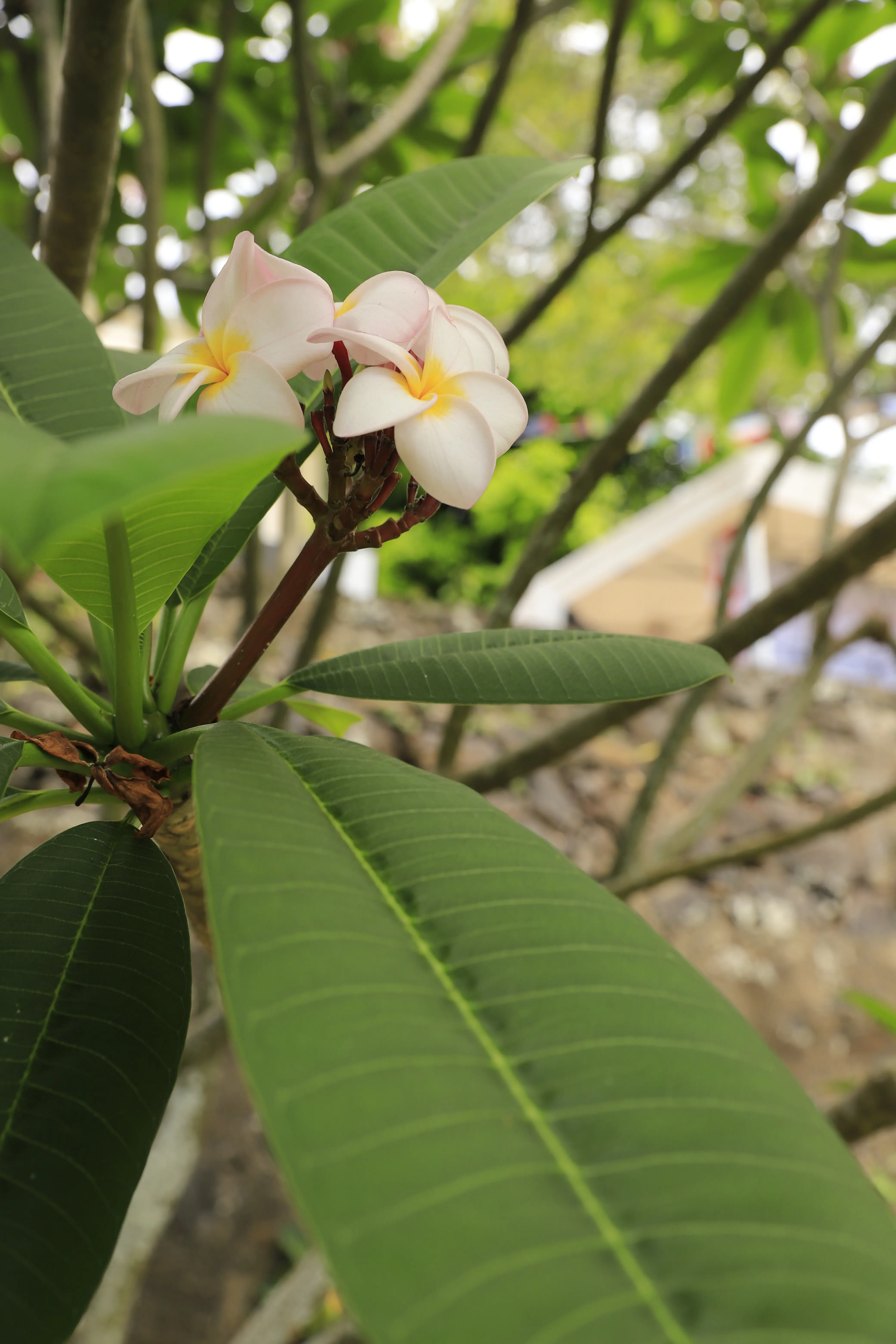image of food truck event