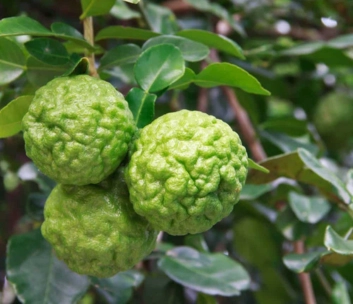 image of food truck event