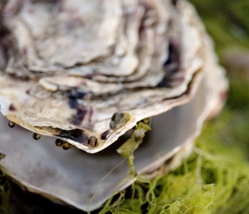 food truck festival - image 1